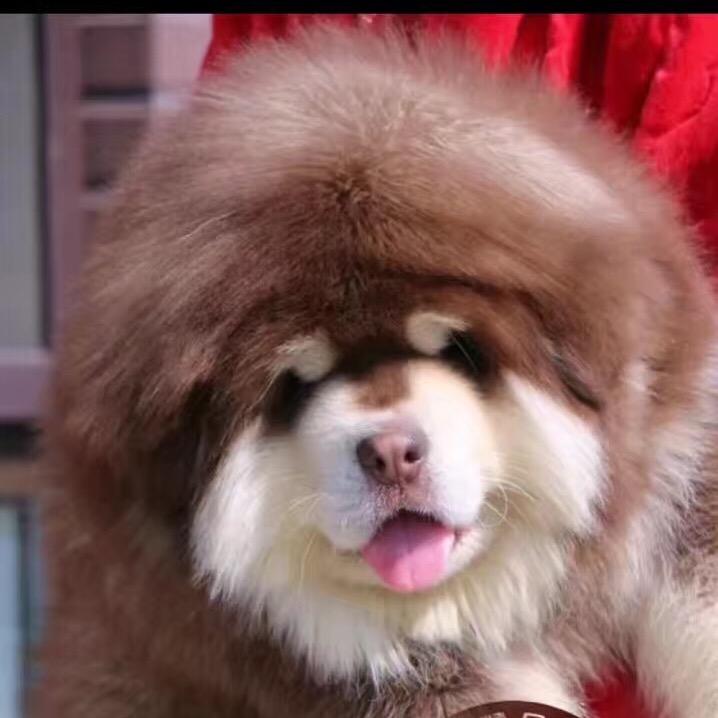 樊子高端宠物庄园