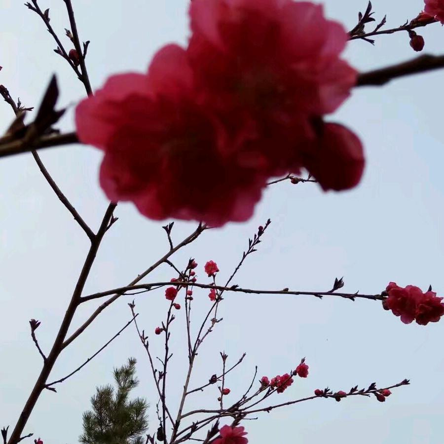 丽