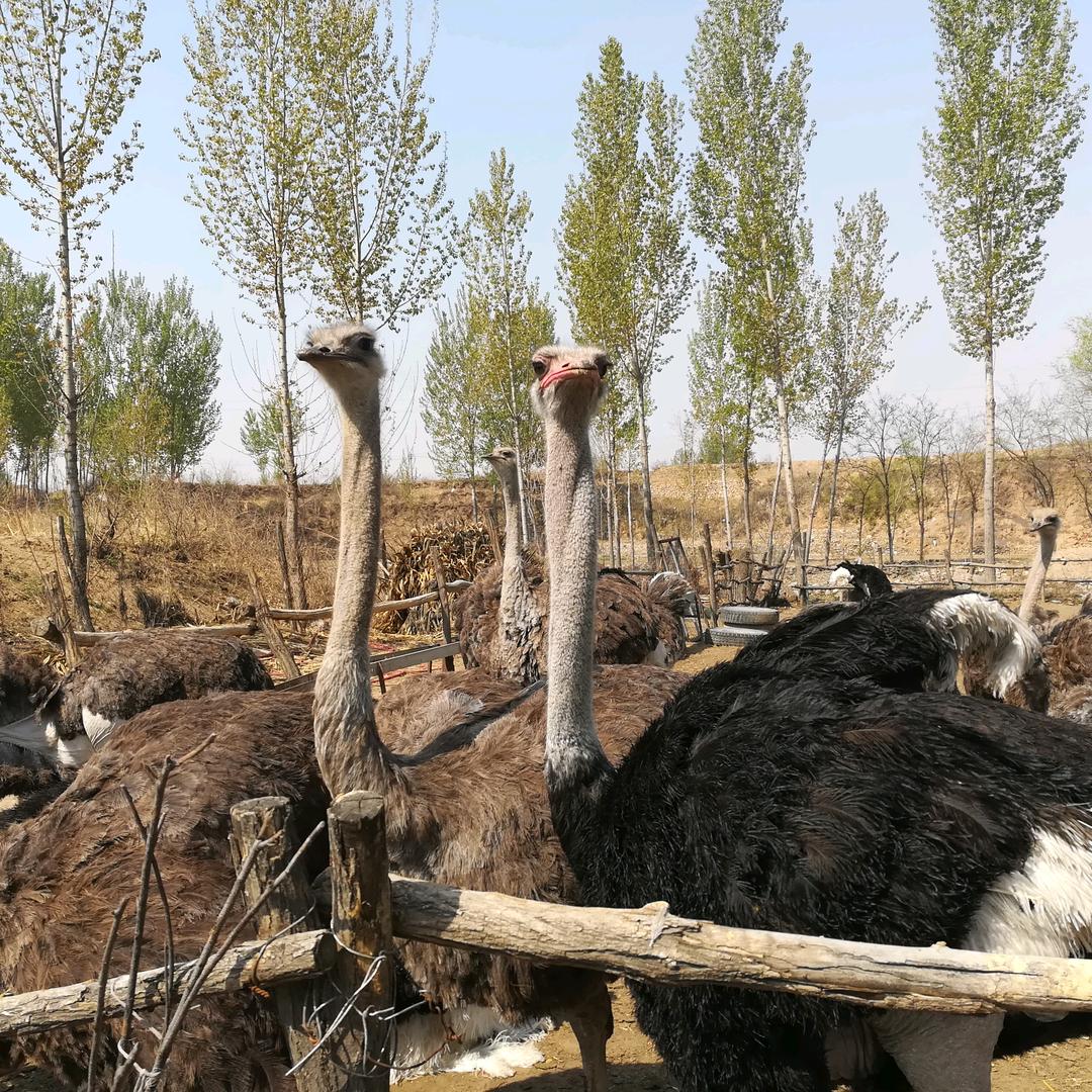 鑫华鸵鸟养殖