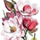 ღ🍒巷子深米业꧔ꦿ💋⁵²º᭄阿芝