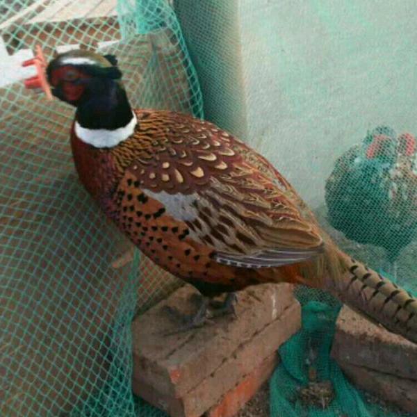 启航养殖。206080369