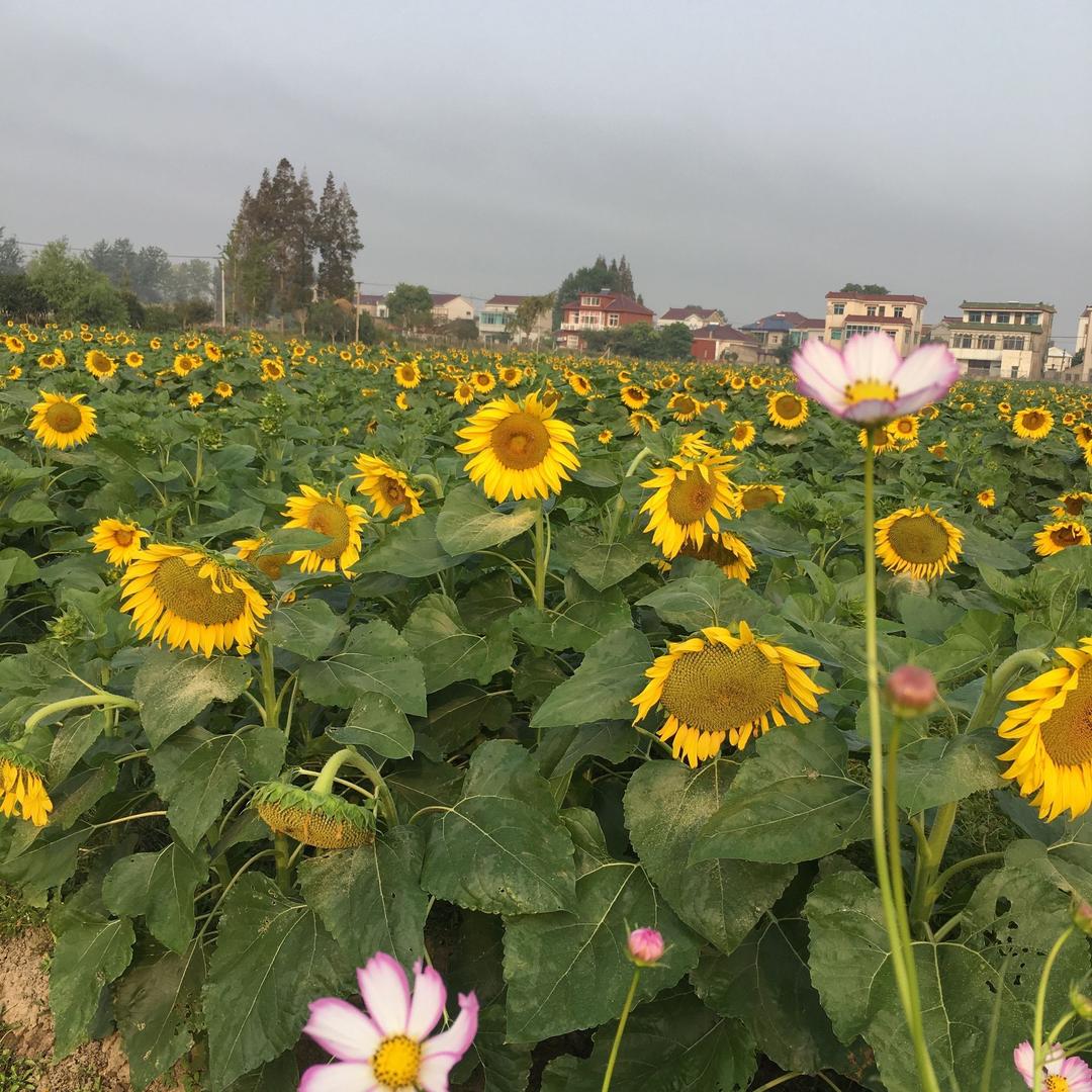 红芳编织