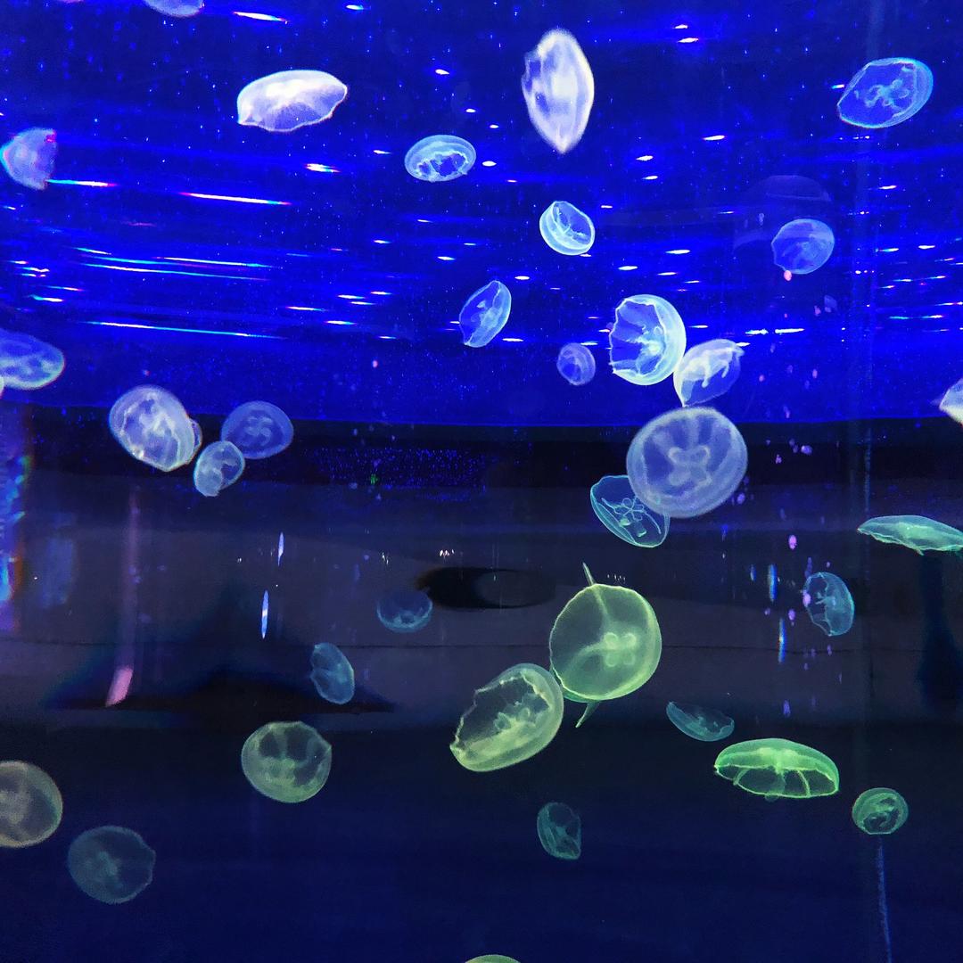 Crystal-DongX