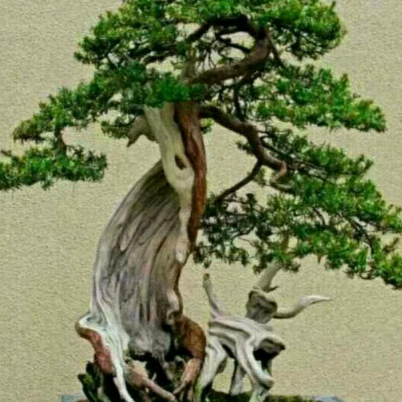 四季如春