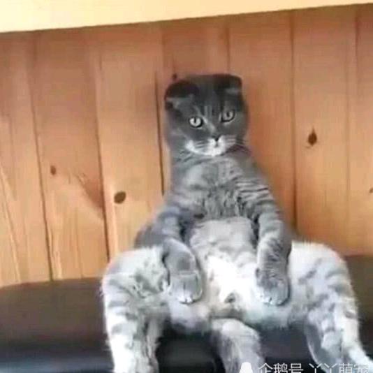 大花猫
