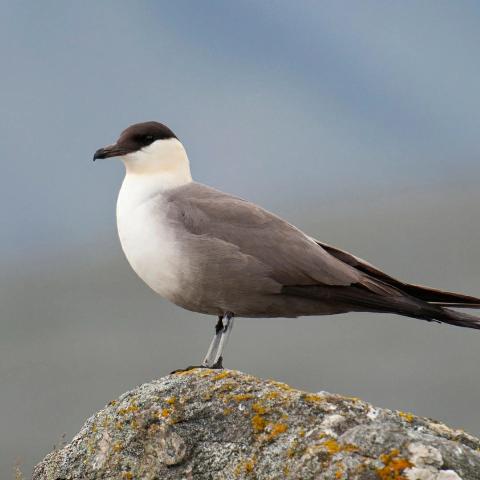 汽车轮胎硫化   轮毂修复 及 检测