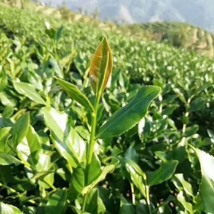 华平苑茶业～好茶供应链