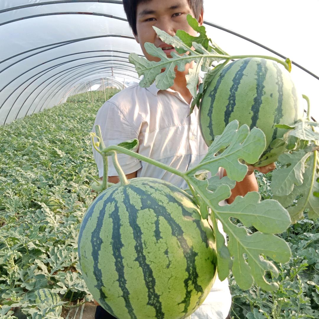 大广西瓜基地