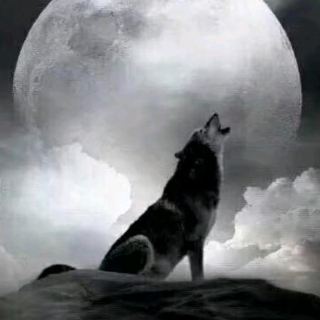 🐺烈酒烧喉🐺