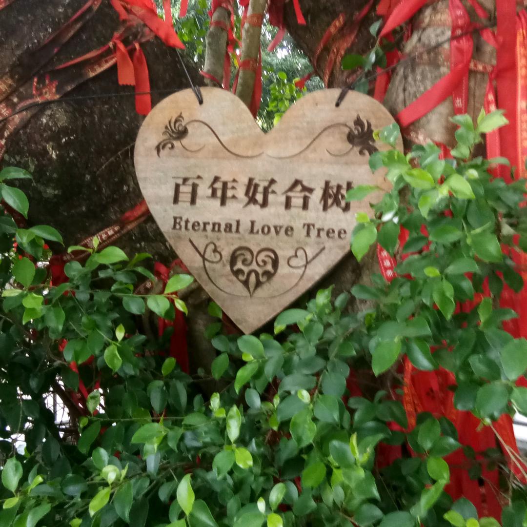 清晨黎露