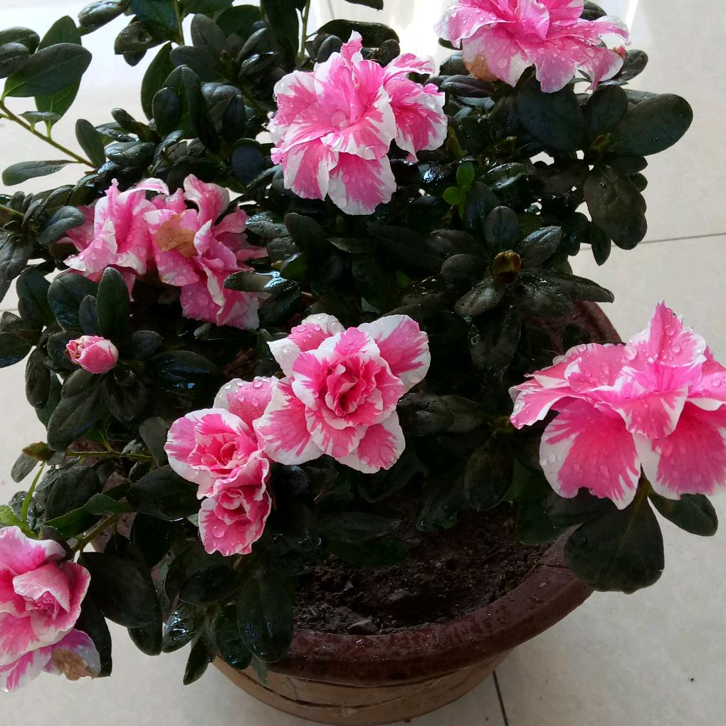 ℳ๓最美的邂逅°ꦿ⁵²º