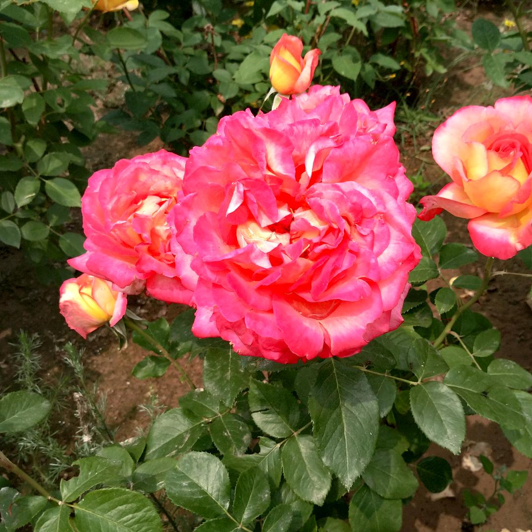 春暖花开