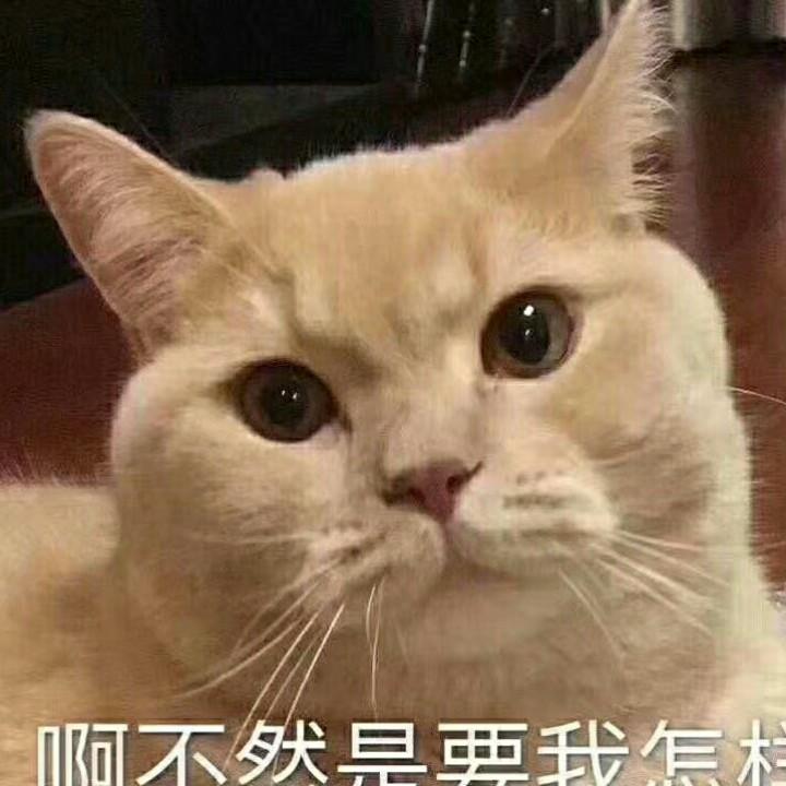 骑猪满天飞