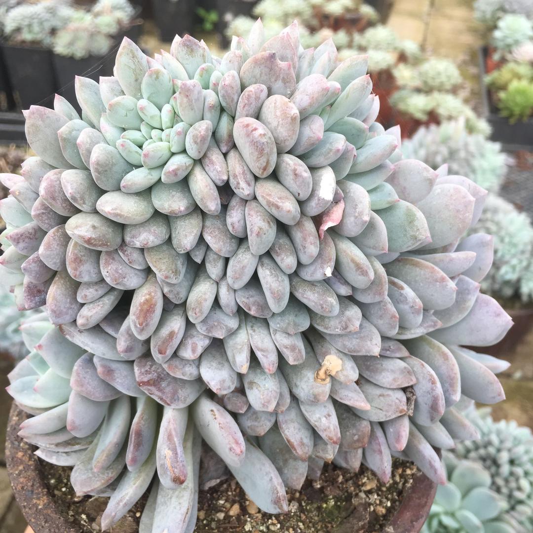 32区多肉植物