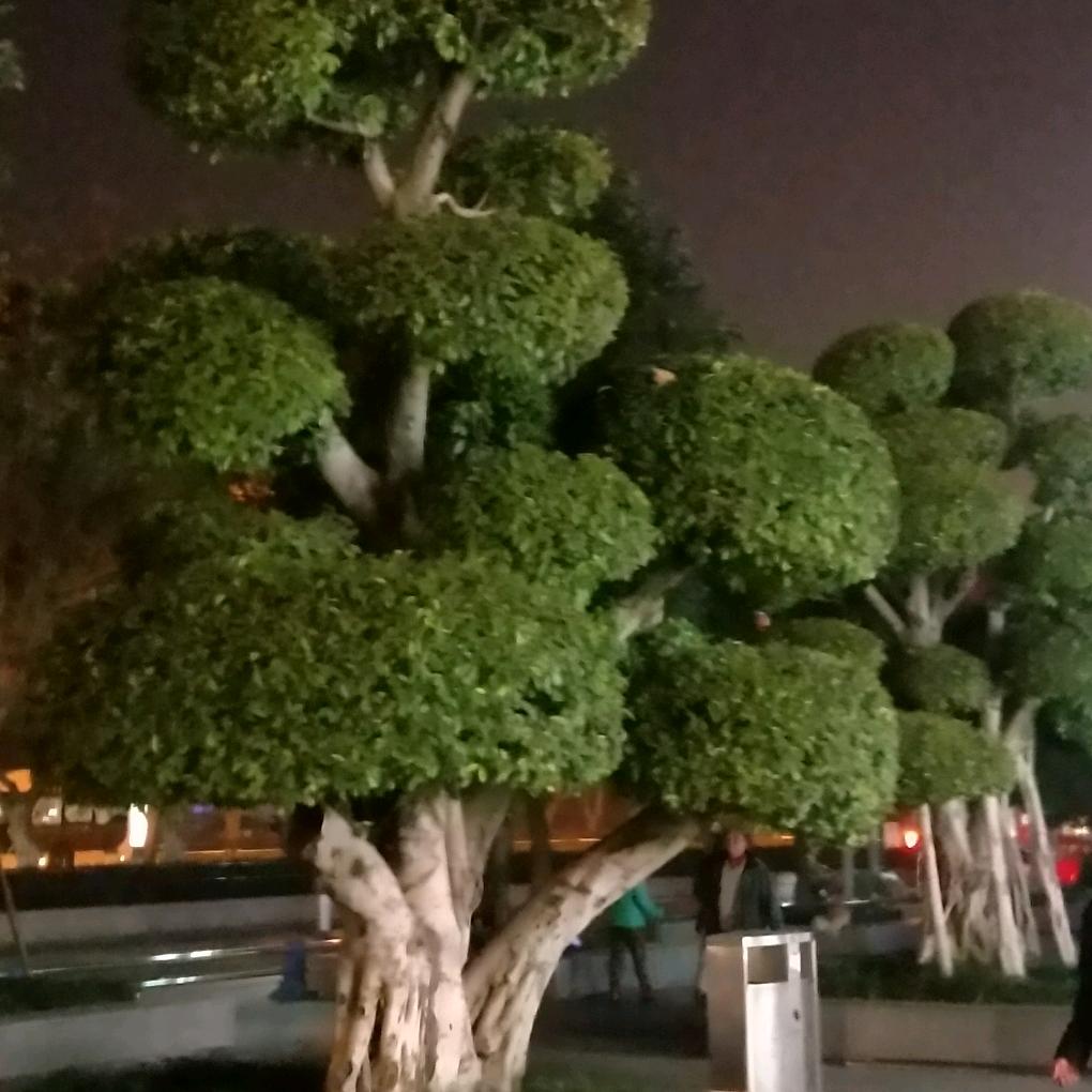 影子