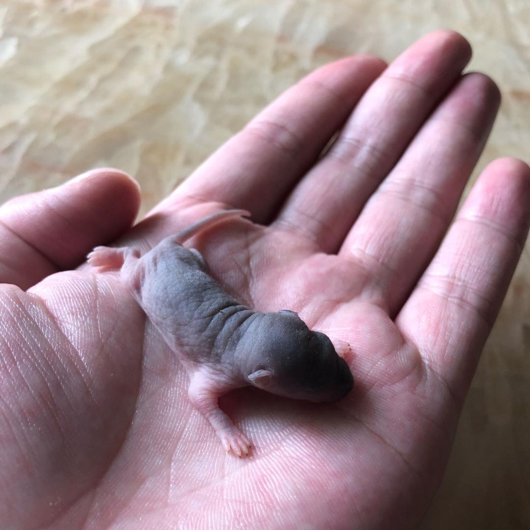 沙皮狗的忧伤。