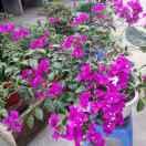 小甸镇吕树美窗帘