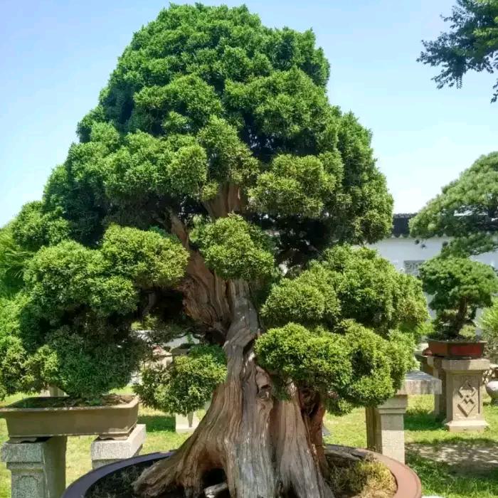 风