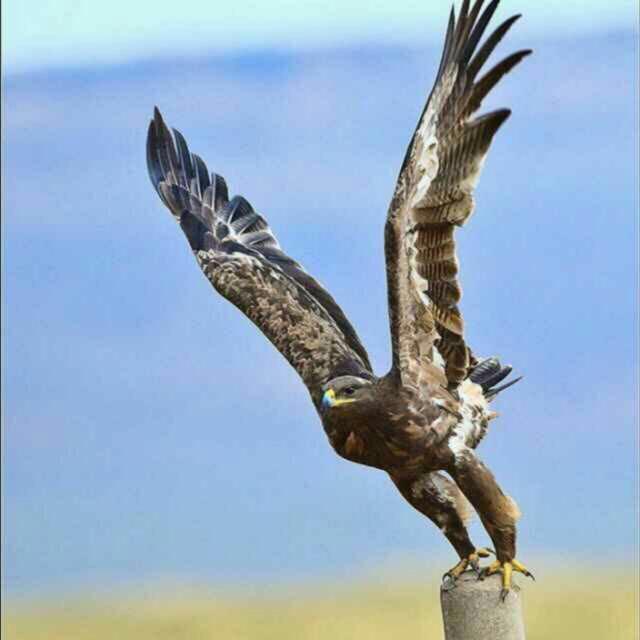 每日实时热搜（喜欢＋关注）互动300