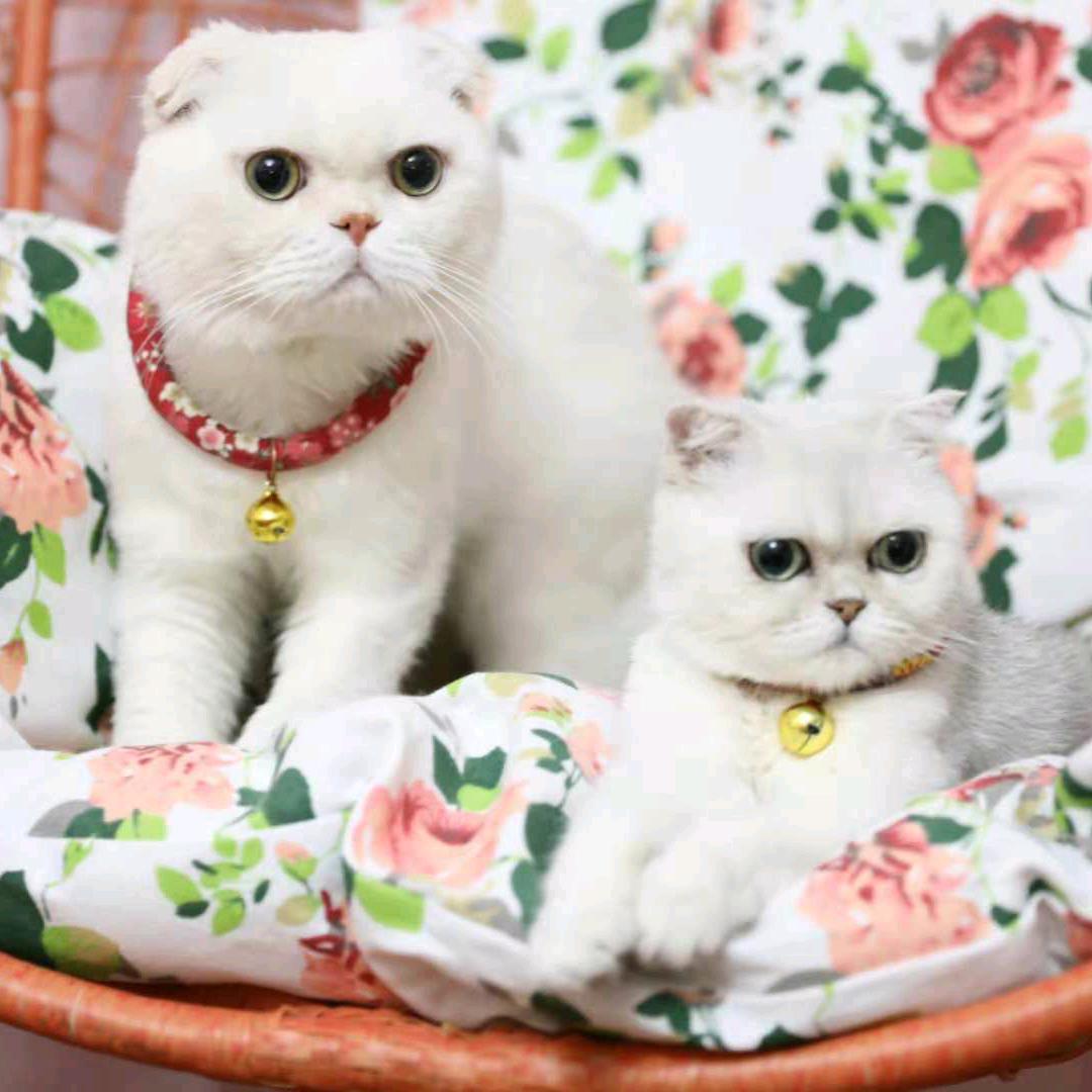 lululu逯🌸