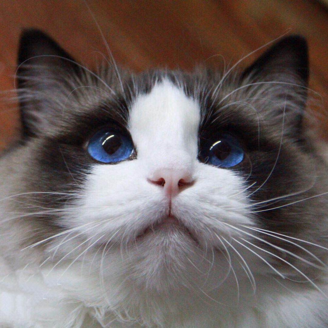 萤火之芽布偶猫舍