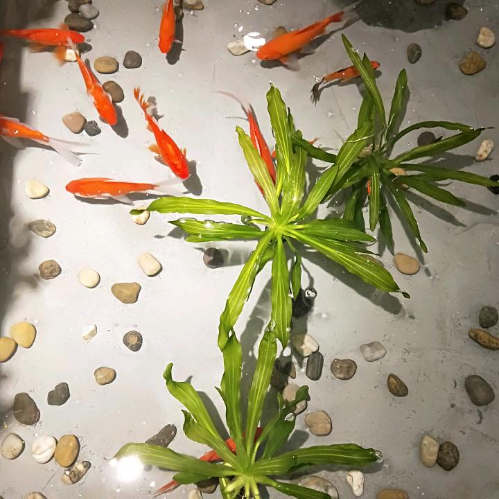 醉美微山