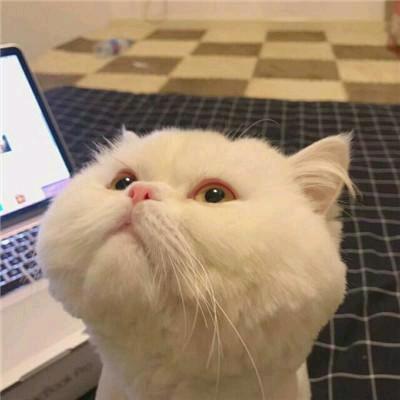 hi 傻狗！