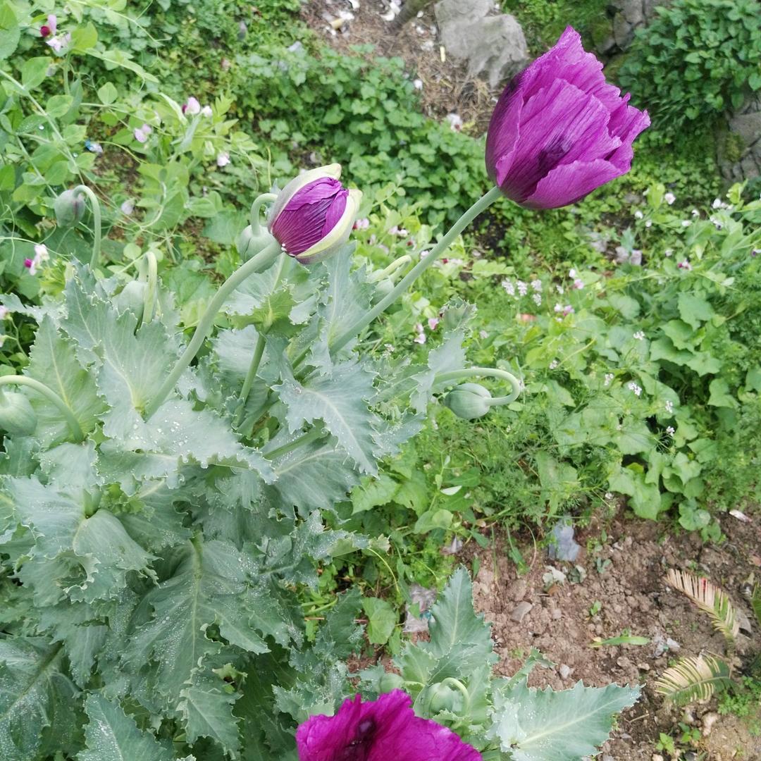 💞💞岁月轻扶弦💞💞