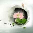 龙岩小关莲藕批发