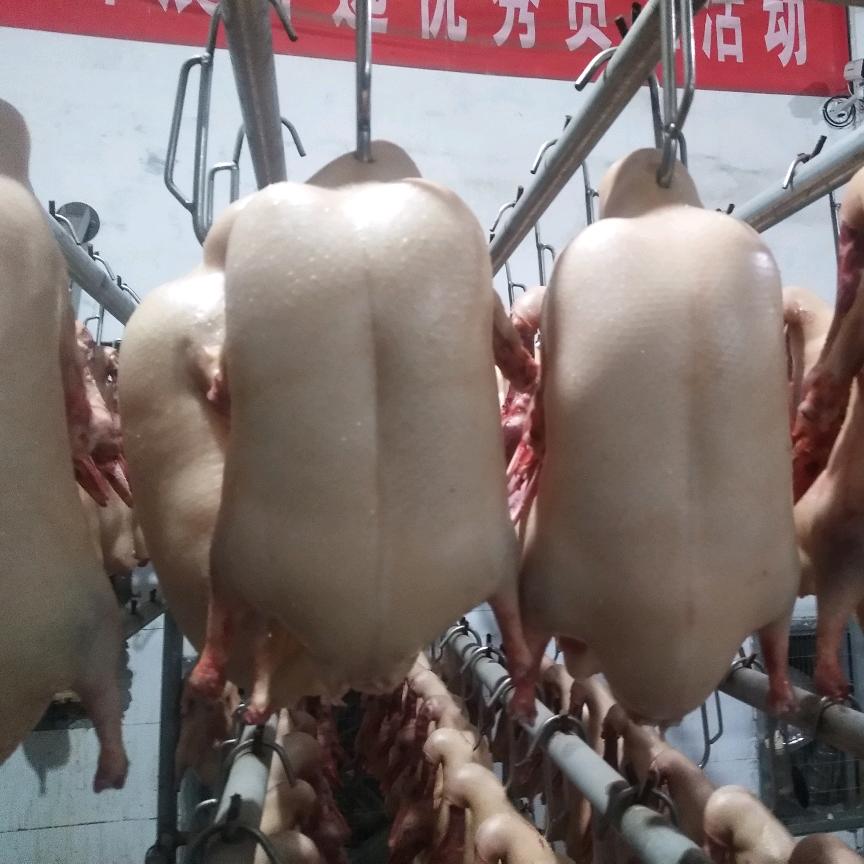 聂（鸭坯销售:)