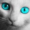 三脚猫•12746