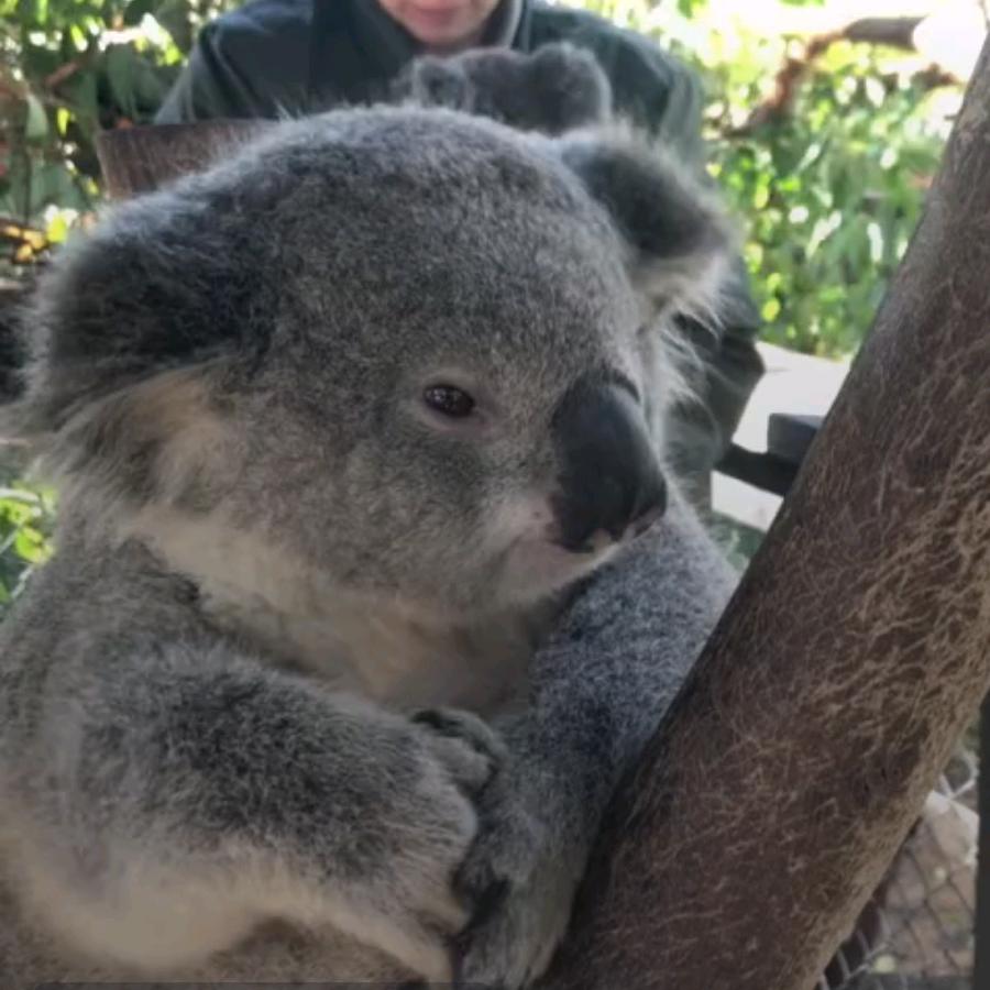 国家一级退堂鼓表演艺术家。