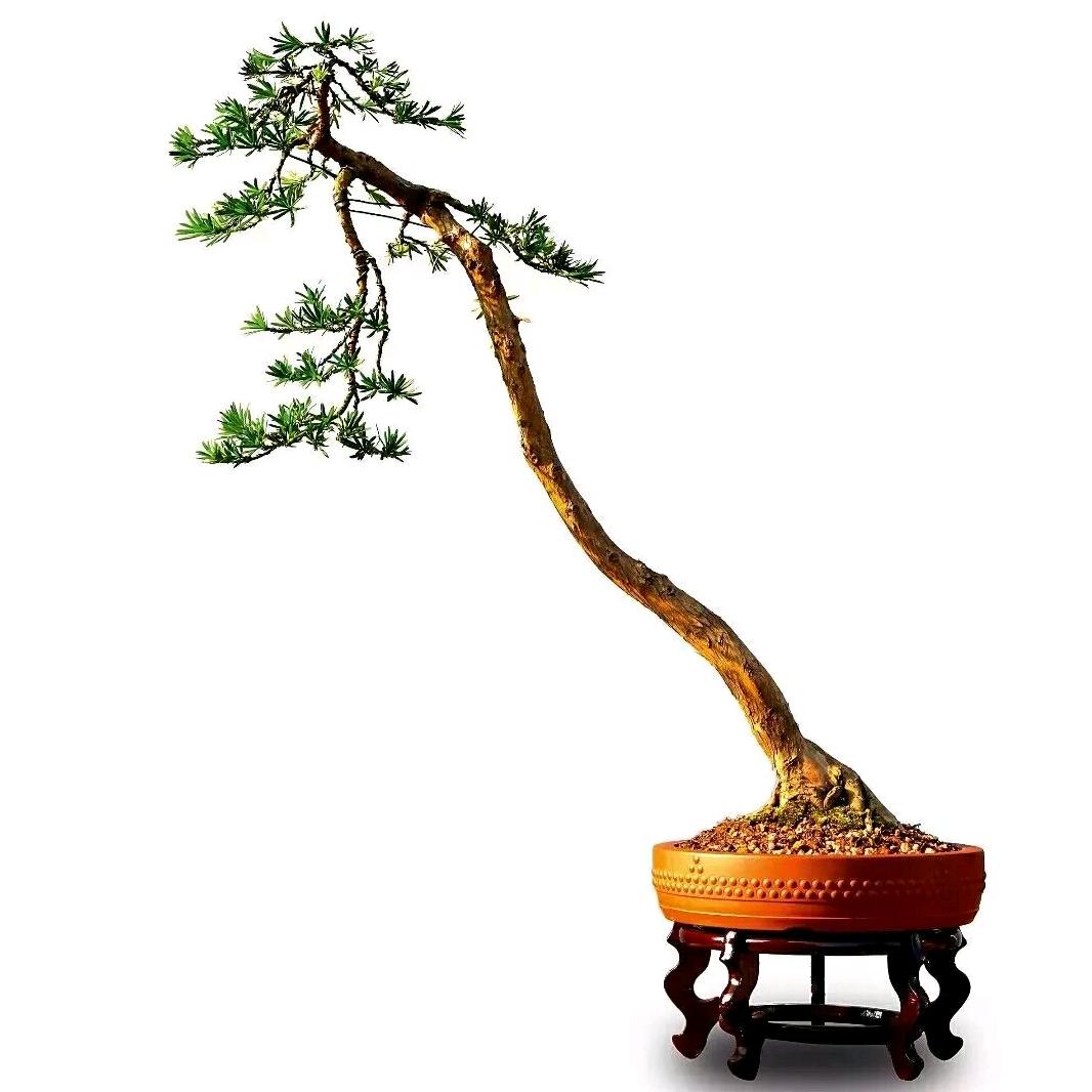 沭阳县轩辕社花卉园