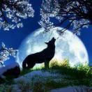夜狼
