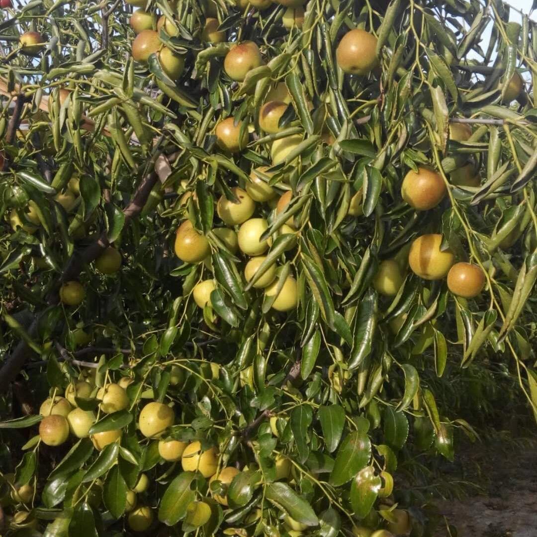 依然潇洒一一观云山居