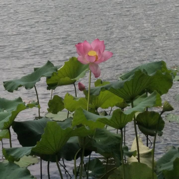 平平安安乐逍遥