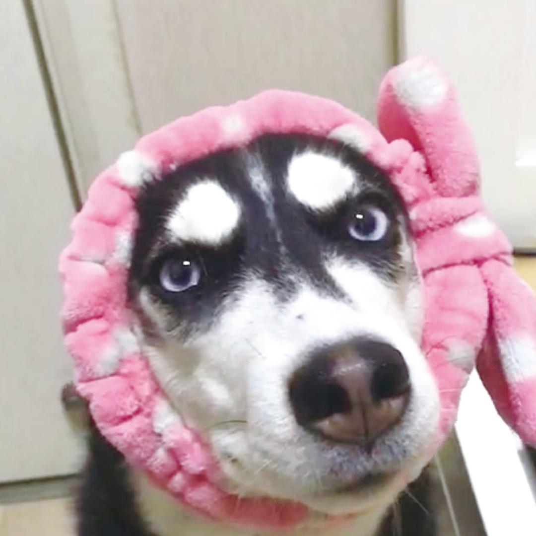 艾拉拉老爹