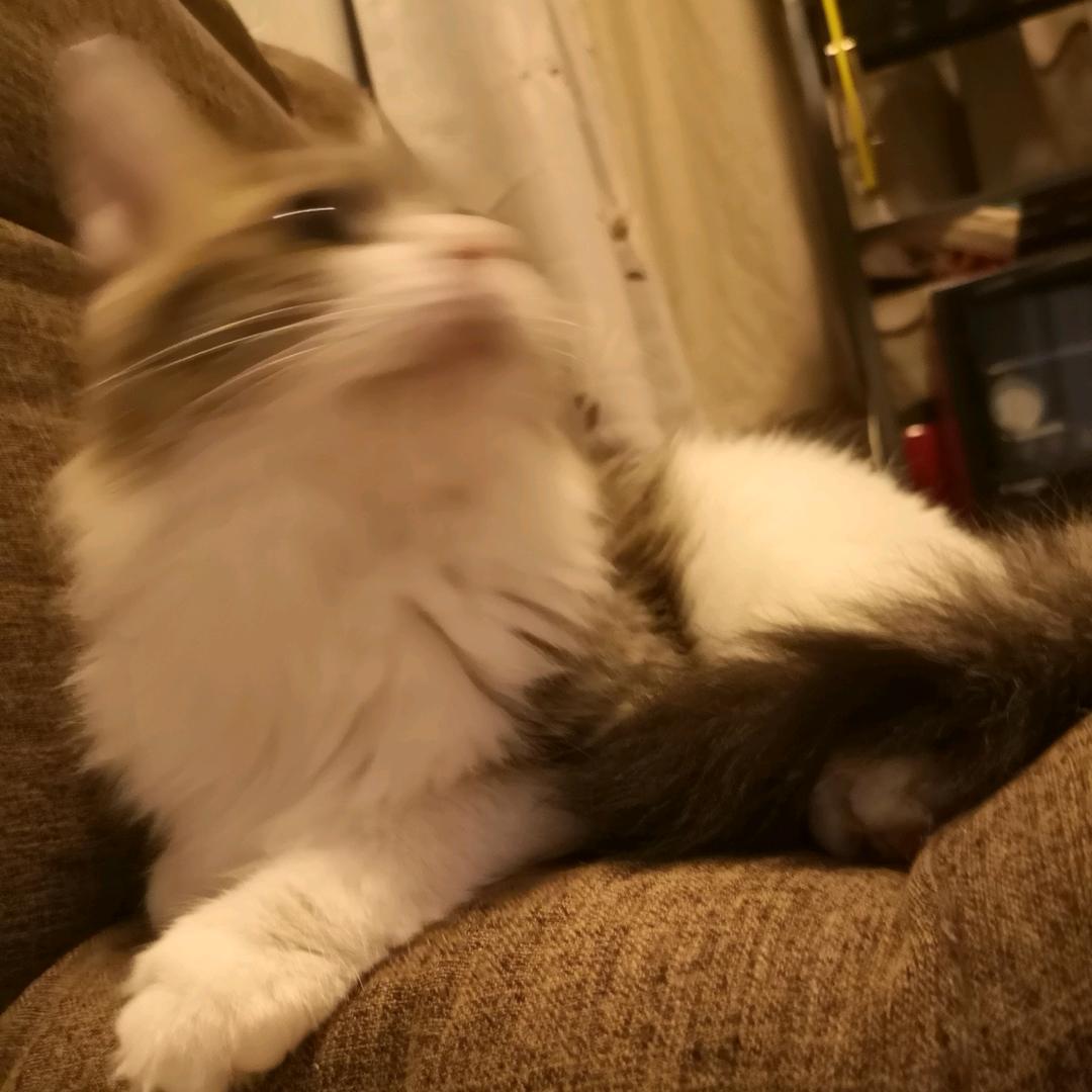 今天也是努力立flag的一天