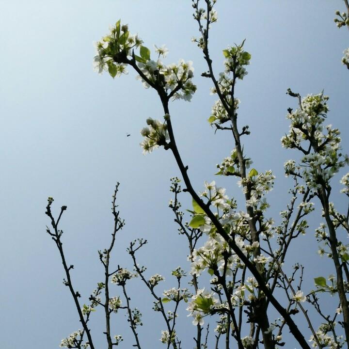 生如夏花（79🐑🐑)