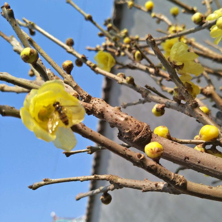 李小燕花卉