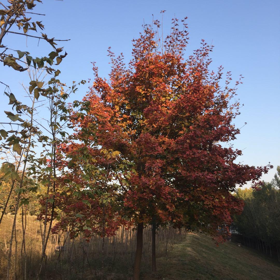 南阳腾瑞园林苗木有限公司