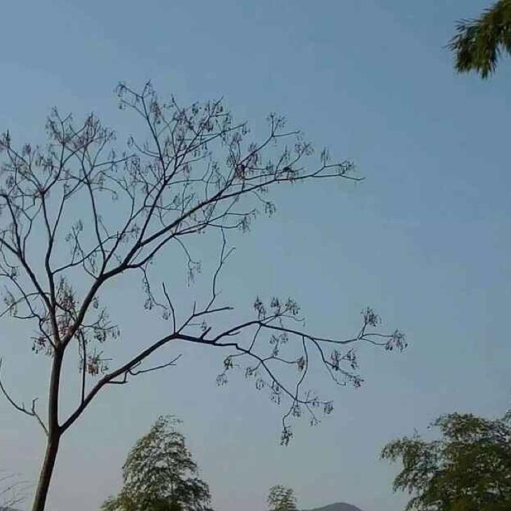 阳光明媚