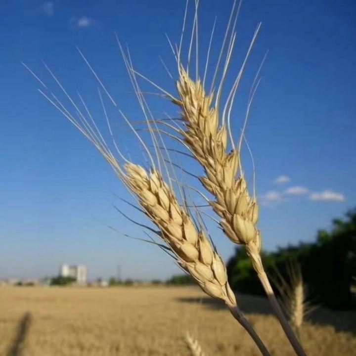 折叠手机维修西安