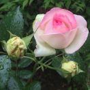 简简单单的幸福～