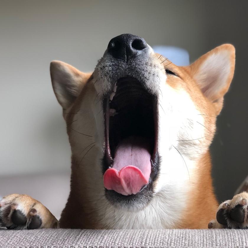 柴犬Haki