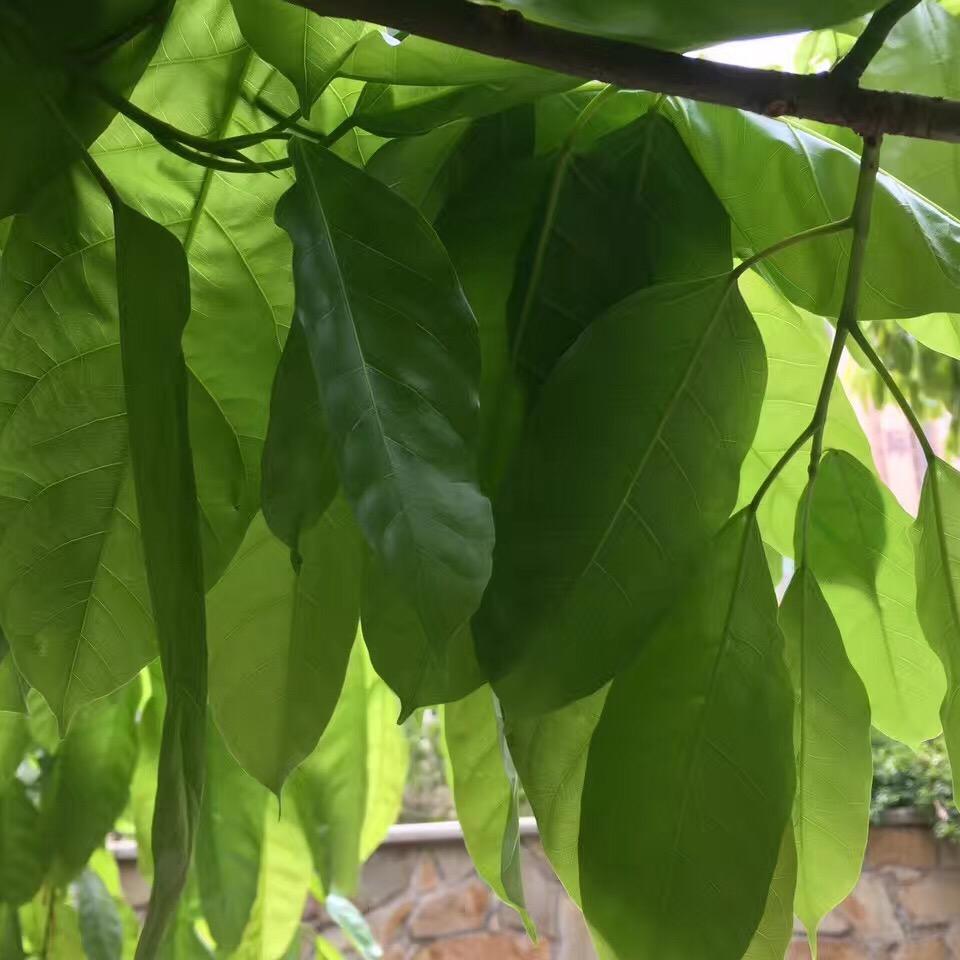 永远的回忆
