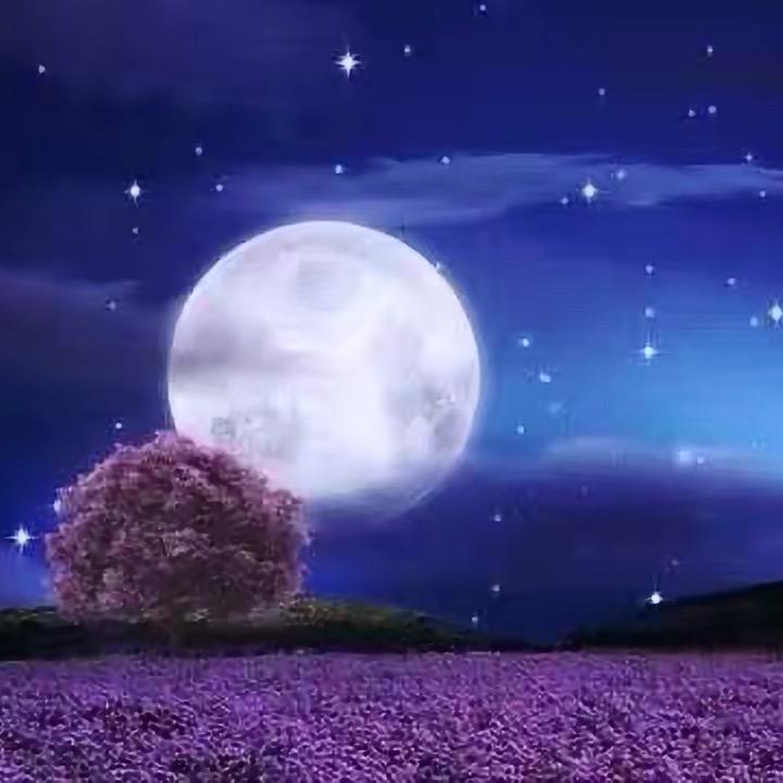 萤火虫