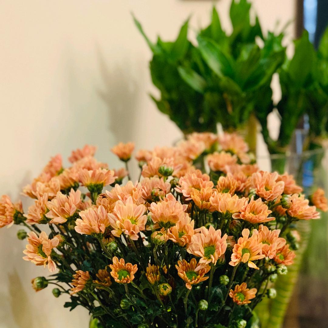 皮蛋solo粥