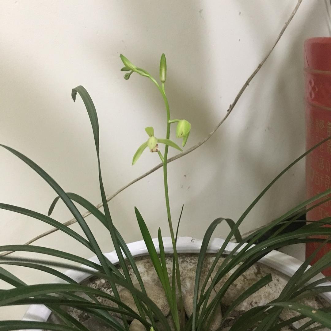 梅