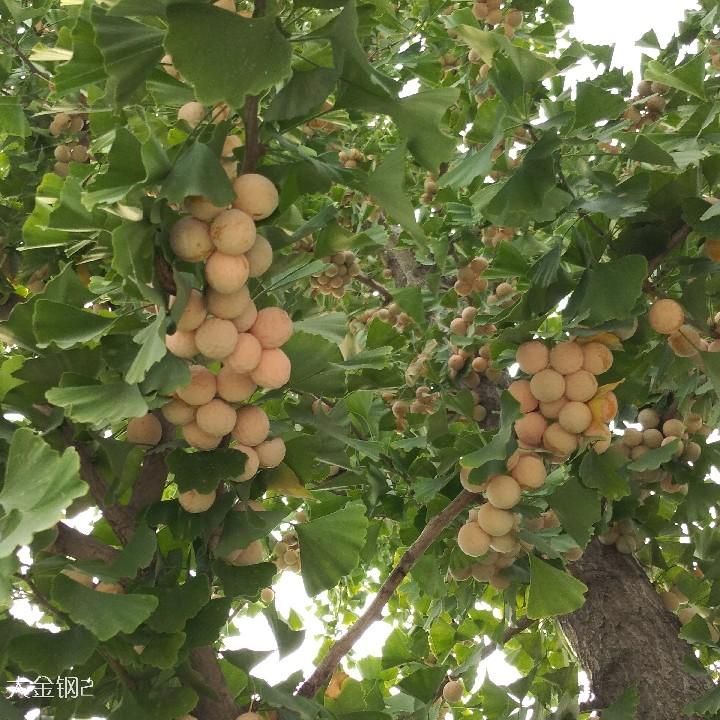 来生缘1119